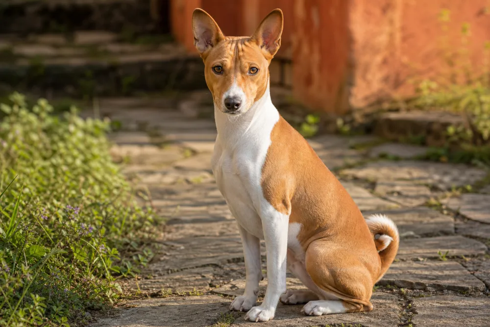Basenji assis en extérieur, oreilles droites pointues et queue enroulée, robe fauve et blanche