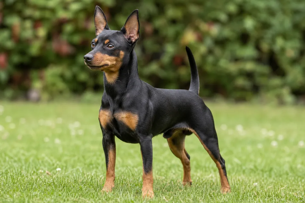 Pinscher nain debout dans l'herbe, silhouette carrée et oreilles droites, robe noir et feu