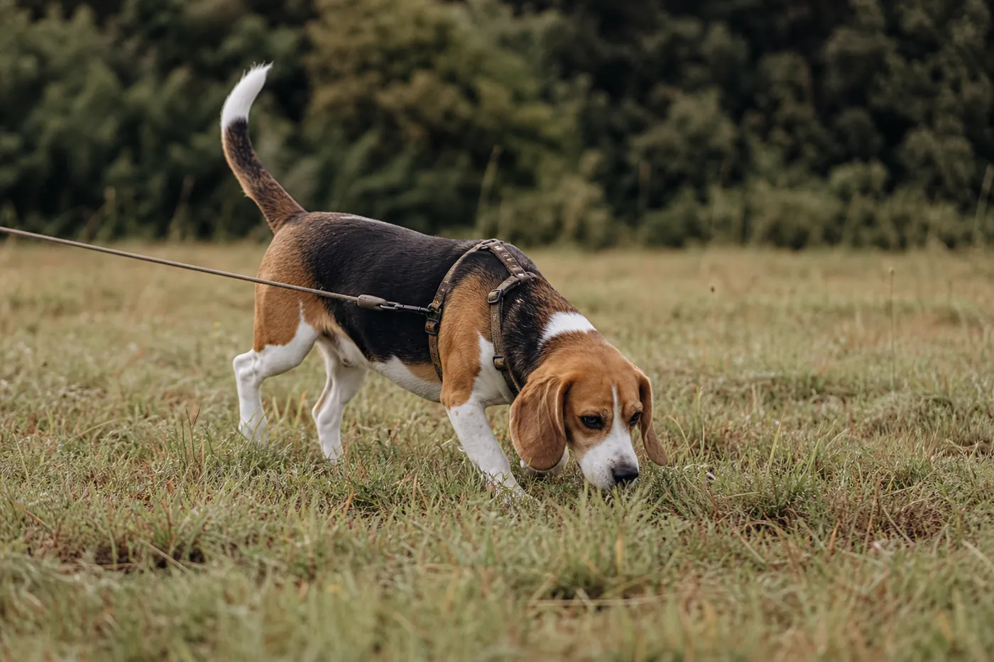 Beagle tricolore suivant une odeur dans une prairie