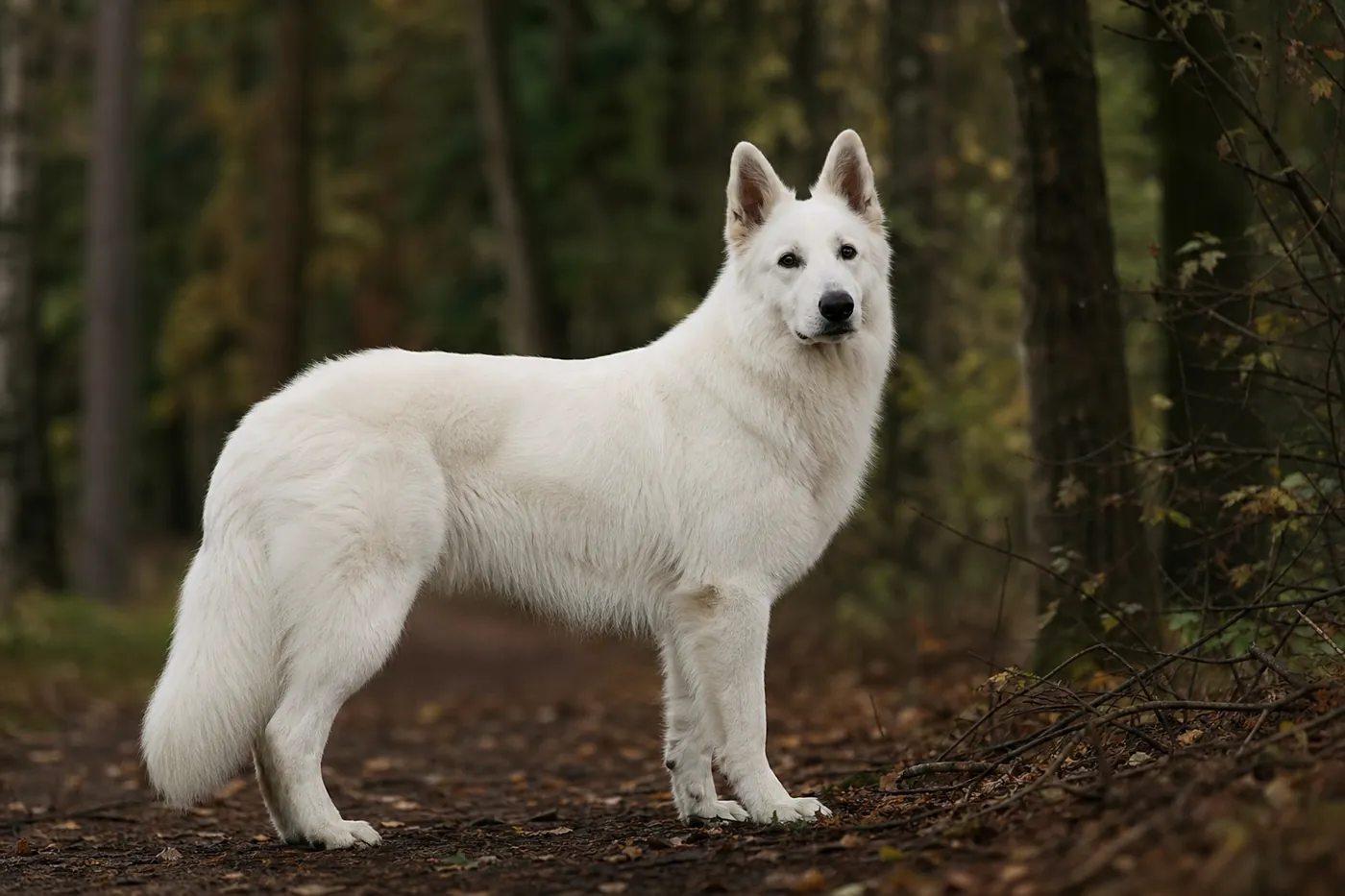 Berger Blanc Suisse adulte debout à l'orée d'un bois