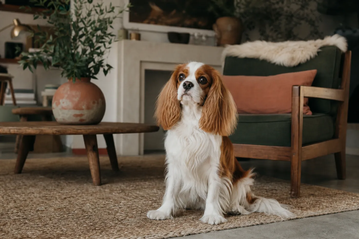 Cavalier King Charles blenheim assis dans un salon lumineux