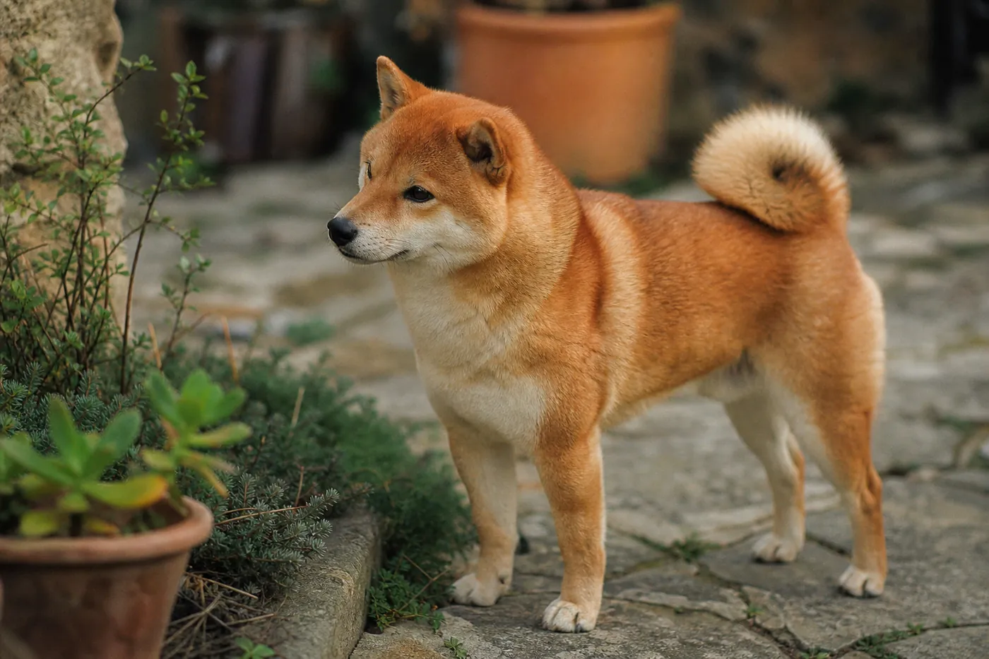 Shiba Inu roux observant calmement un jardin japonais