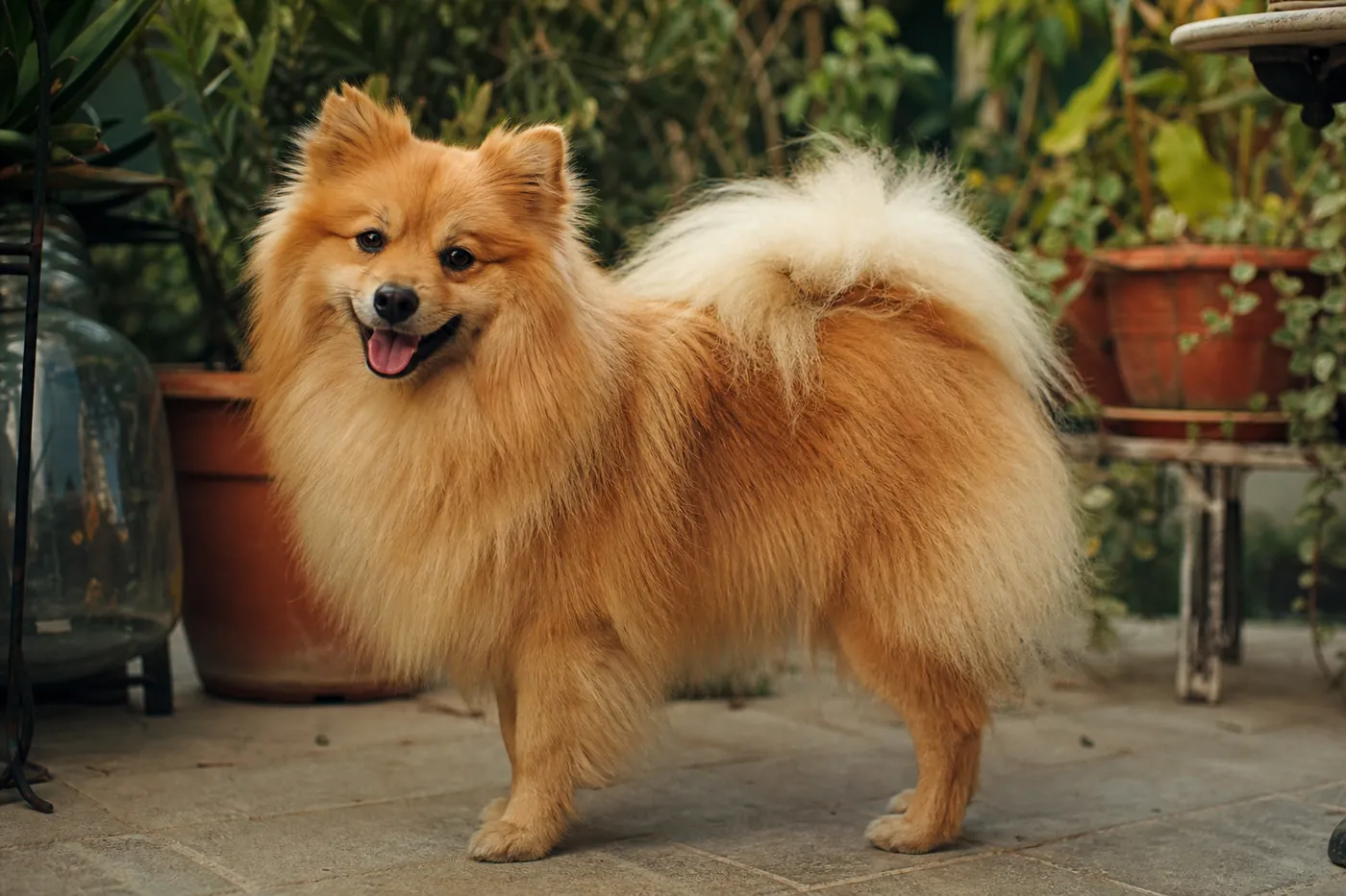 Spitz Allemand orange debout sur une terrasse arborée
