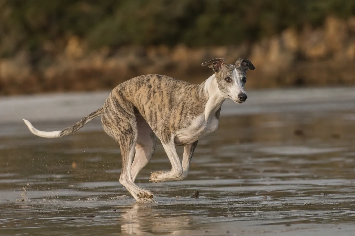 Whippet bringé courant sur une plage calme