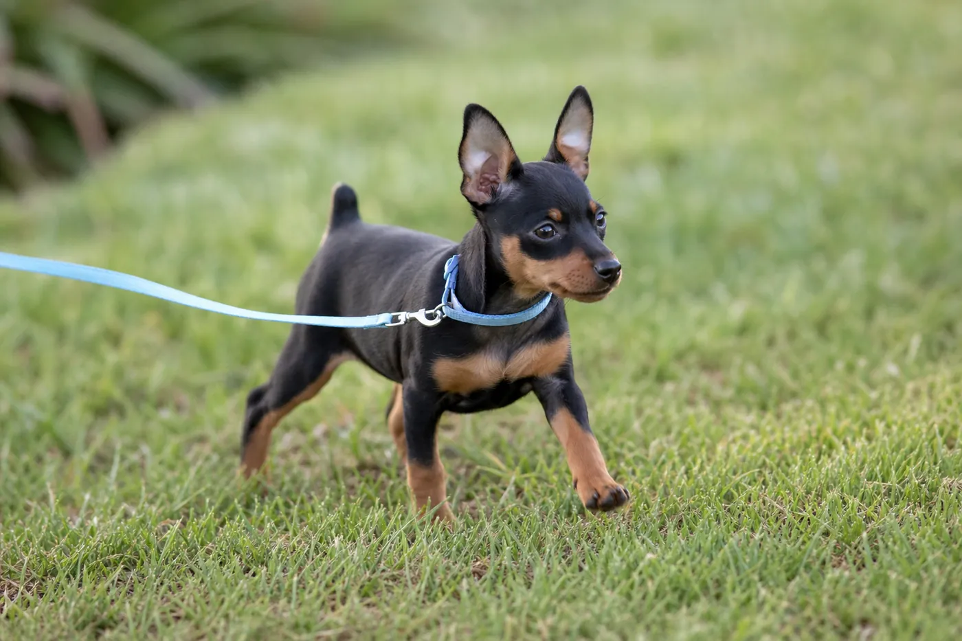 Jeune chien apprenant calmement la marche en laisse