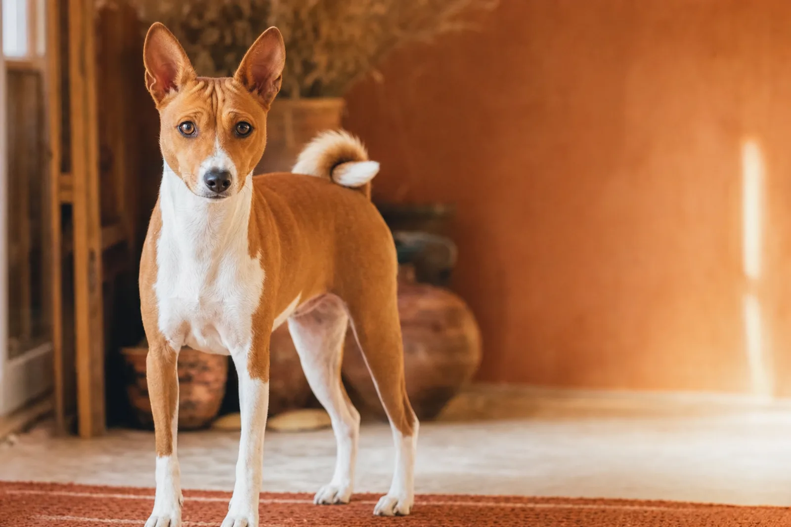 Basenji au regard vif, oreilles droites et front plissé caractéristique, dans une ambiance chaleureuse