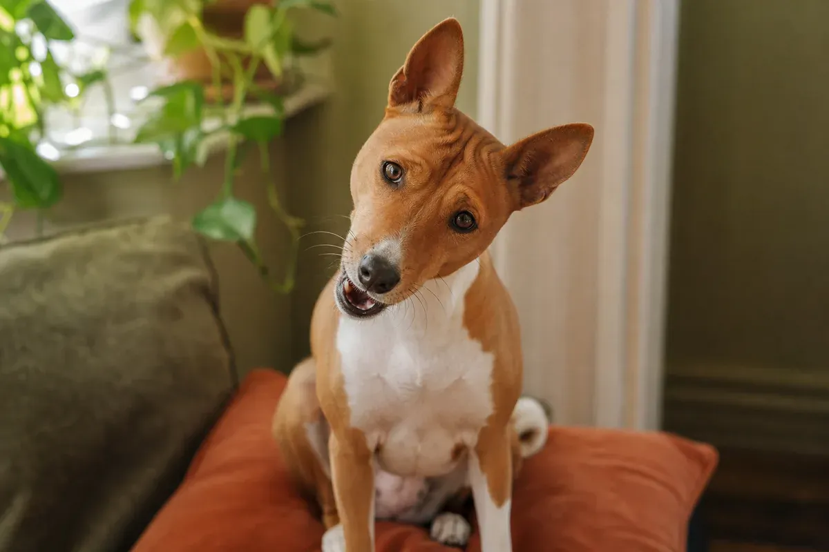 Basenji assis sur un coussin terracotta, tête penchée et gueule légèrement ouverte, exprimant son roucoulement caractéristique au lieu d'aboyer